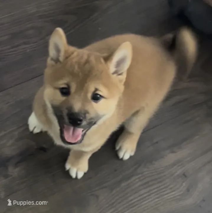 Jellybean  – Shiba Inu puppy for sale in Karnes City, TX