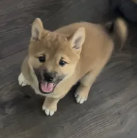 Jellybean , a male Shiba Inu for sale in Karnes City, TX – 1 of 6