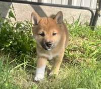 Jellybean , a male Shiba Inu for sale in Karnes City, TX – 4 of 6