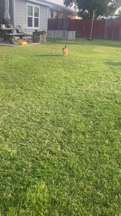 Courage, a male Shiba Inu for sale in Cibolo, TX – 4 of 4