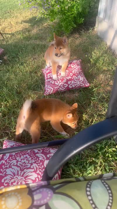 Tank, a male Shiba Inu for sale in Cibolo, TX – 4 of 4