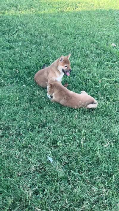 Jellybean , a male Shiba Inu for sale in Karnes City, TX – 6 of 6