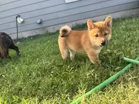 Jellybean , a male Shiba Inu for sale in Karnes City, TX – 5 of 6