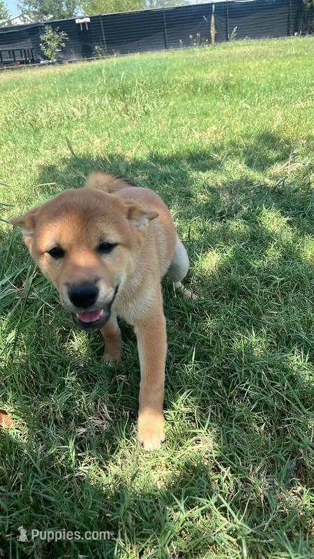 Courage – Shiba Inu puppy for sale in Cibolo, TX