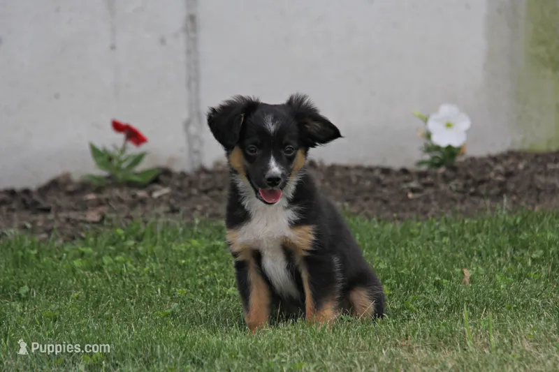 Ian – Miniature Australian Shepherd puppy for sale in Newville, PA