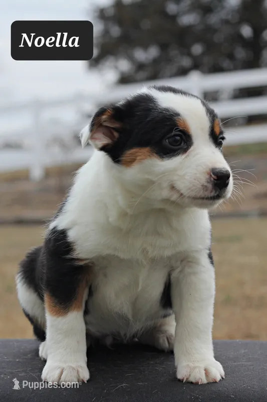 Noella- Mini Texas Heeler