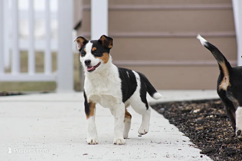 Noella- Mini Texas Heeler