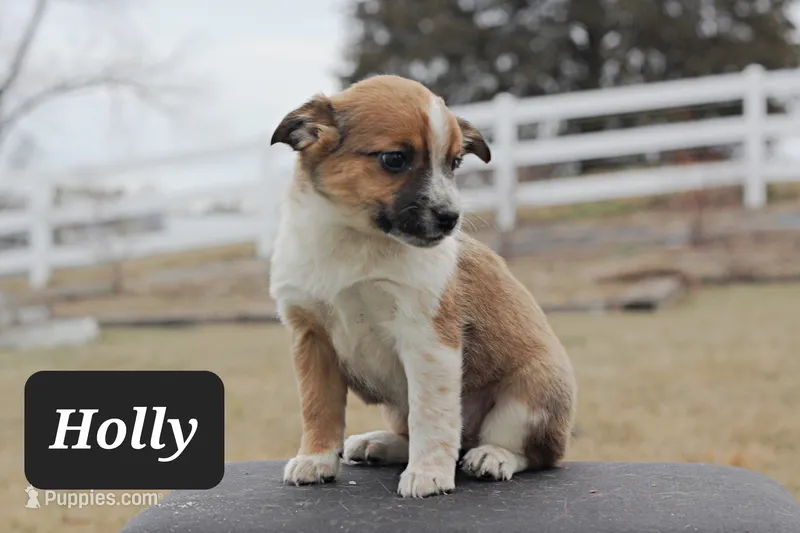 Holly - Miniature Texas Heeler