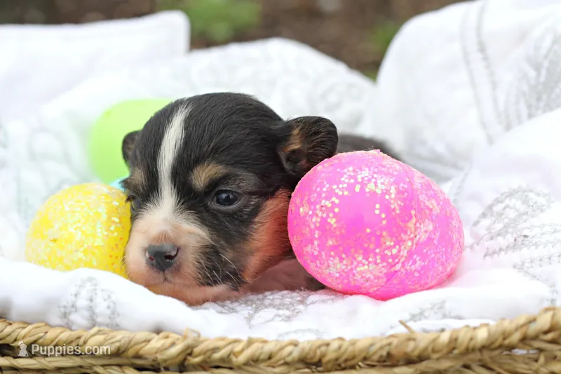 Indie – Miniature Australian Shepherd puppy for sale in Newville, PA