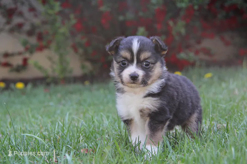 Indie – Miniature Australian Shepherd puppy for sale in Newville, PA