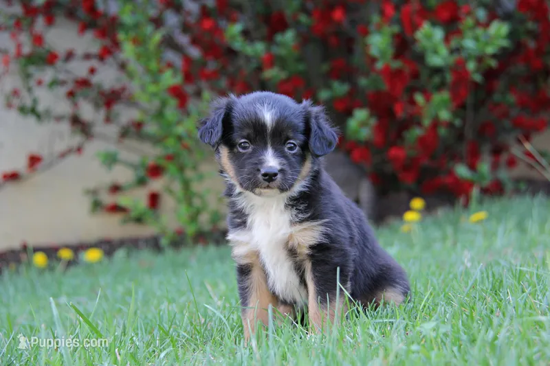 Ian – Miniature Australian Shepherd puppy for sale in Newville, PA