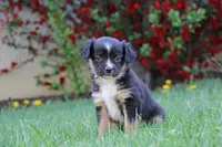 Ian, a male Miniature Australian Shepherd for sale in Newville, PA – 1 of 5