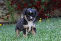 Ian, a male Miniature Australian Shepherd for sale in Newville, PA – 3 of 5