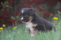 Ian, a male Miniature Australian Shepherd for sale in Newville, PA – 4 of 5
