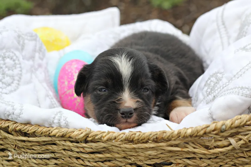 Ian – Miniature Australian Shepherd puppy for sale in Newville, PA