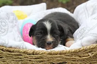 Ian, a male Miniature Australian Shepherd for sale in Newville, PA – 5 of 5