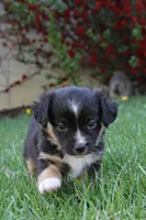 Ian, a male Miniature Australian Shepherd for sale in Newville, PA – 2 of 5