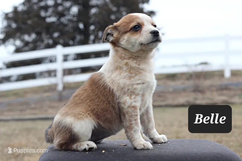 Belle- Miniature Texas Heeler