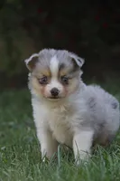 Iven, a male Miniature Australian Shepherd for sale in Newville, PA – 2 of 4