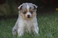 Iven, a male Miniature Australian Shepherd for sale in Newville, PA – 3 of 4
