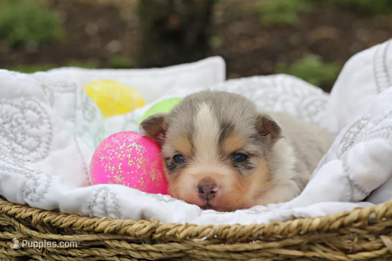 Iven – Miniature Australian Shepherd puppy for sale in Newville, PA