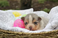 Iven, a male Miniature Australian Shepherd for sale in Newville, PA – 4 of 4