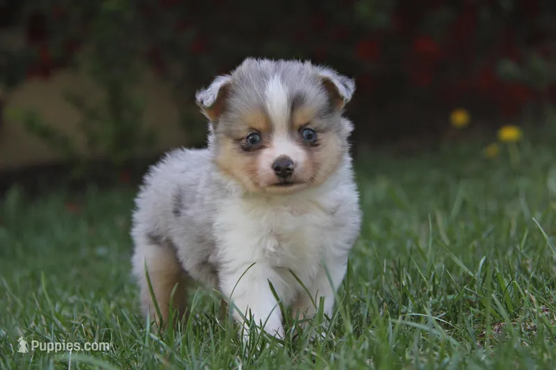 Iven – Miniature Australian Shepherd puppy for sale in Newville, PA