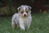 Iven, a male Miniature Australian Shepherd for sale in Newville, PA – 1 of 4