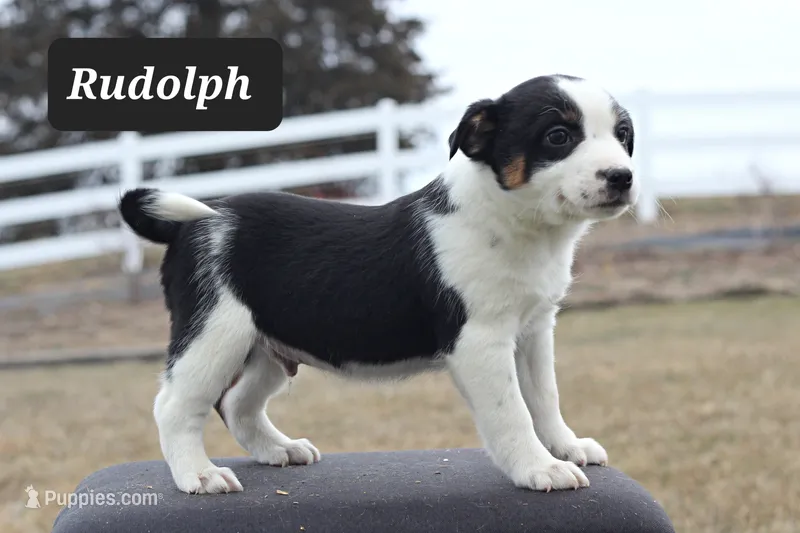 Rudolph- Mini Texas Heeler