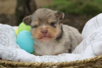 Iko, a male Miniature Australian Shepherd for sale in Newville, PA – 5 of 5