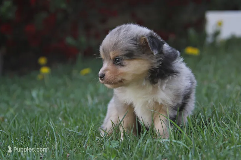 Iko – Miniature Australian Shepherd puppy for sale in Newville, PA