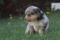 Iko, a male Miniature Australian Shepherd for sale in Newville, PA – 3 of 5