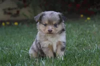 Iko, a male Miniature Australian Shepherd for sale in Newville, PA – 2 of 5