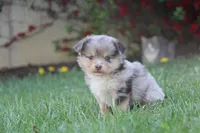 Iko, a male Miniature Australian Shepherd for sale in Newville, PA – 4 of 5