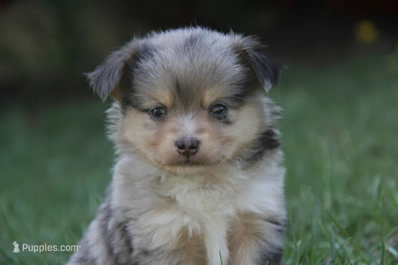 Iko – Miniature Australian Shepherd puppy for sale in Newville, PA