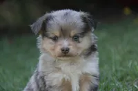 Iko, a male Miniature Australian Shepherd for sale in Newville, PA – 1 of 5