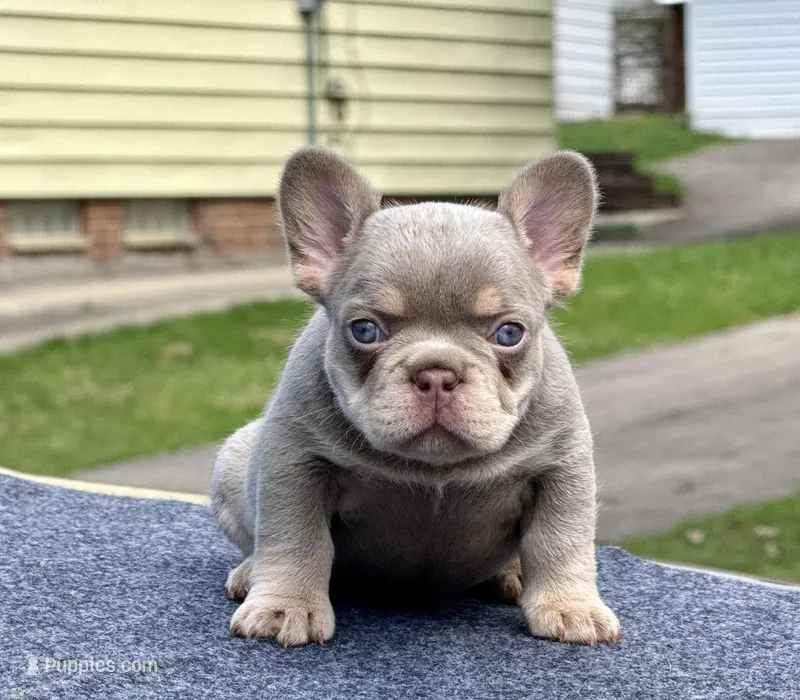 Luka – French Bulldog puppy for sale in Ohio City, OH