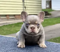 Luka, a male French Bulldog for sale in Ohio City, OH – 1 of 1