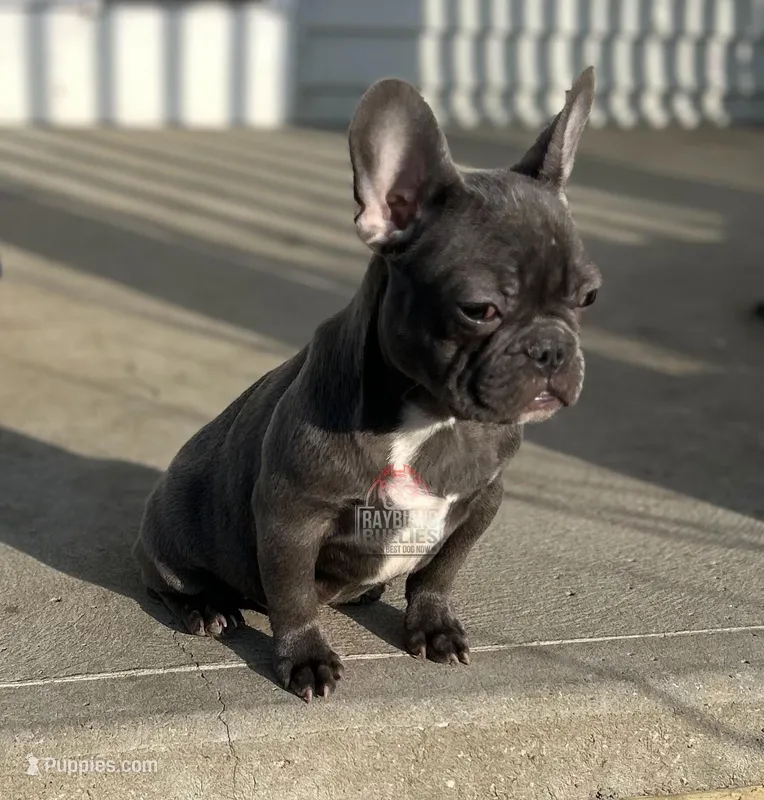 Blues Clues – French Bulldog puppy for sale in Ohio City, OH