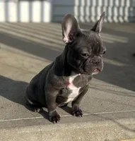 Blues Clues, a male French Bulldog for sale in Ohio City, OH – 1 of 1