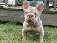 Pink Montana , a male French Bulldog for sale in Ohio City, OH – 2 of 2