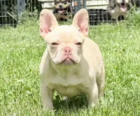 JK, a male French Bulldog for sale in Ohio City, OH – 2 of 2