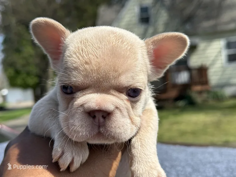 Lola – French Bulldog puppy for sale in Ohio City, OH