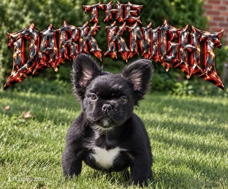 The Dark Knight – French Bulldog puppy for sale in Ohio City, OH