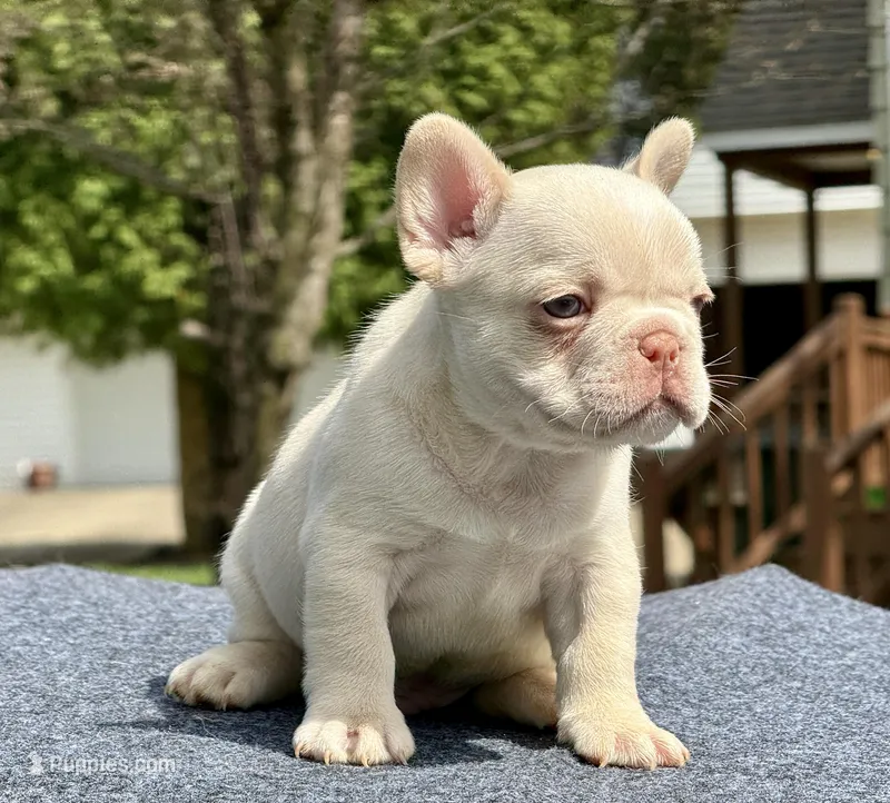 JK – French Bulldog puppy for sale in Ohio City, OH