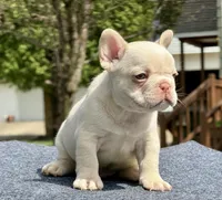 JK, a male French Bulldog for sale in Ohio City, OH – 1 of 1