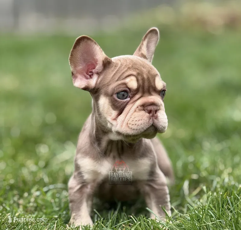 Rolo, a male French Bulldog for sale in Ohio City, OH – Photo 1 of 2