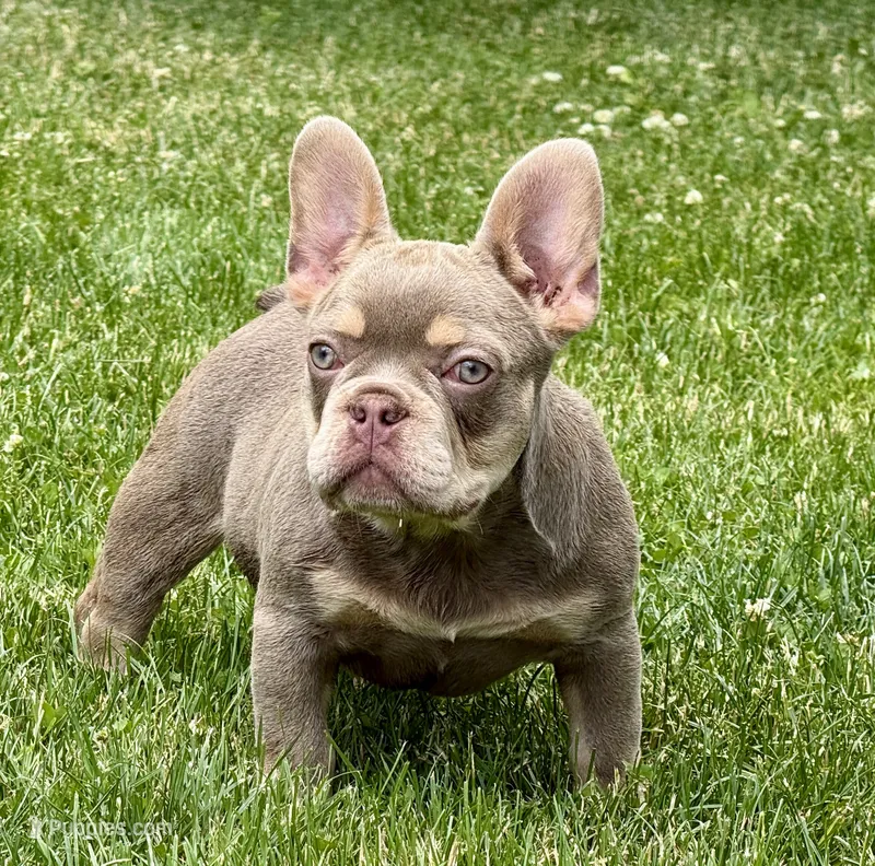 Luka – French Bulldog puppy for sale in Ohio City, OH