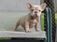 Lola, a female French Bulldog for sale in Ohio City, OH – 1 of 1