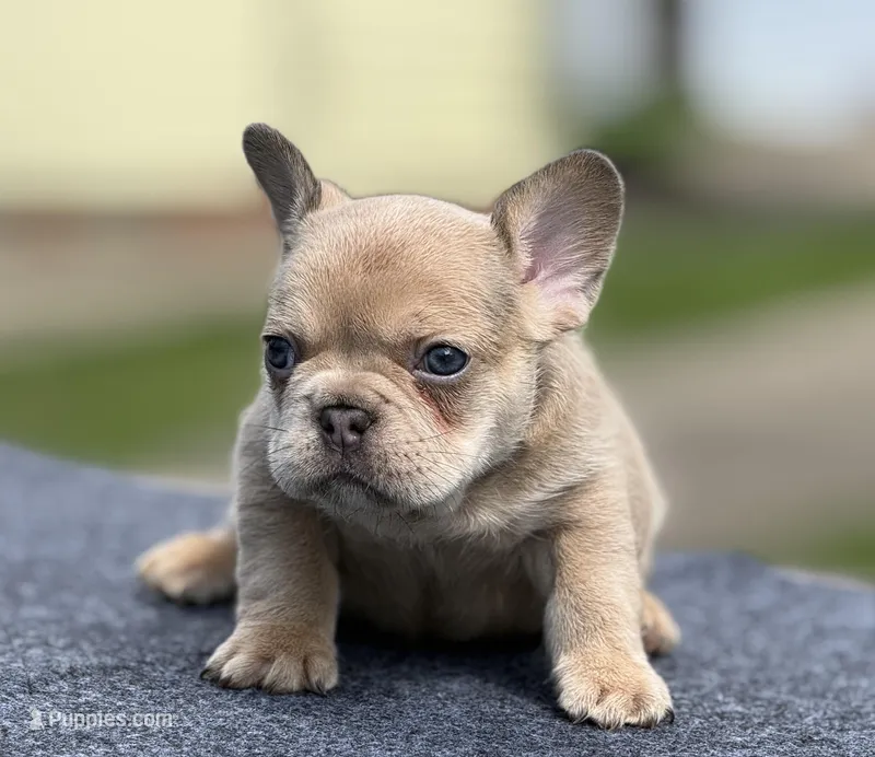 Rusty – French Bulldog puppy for sale in Ohio City, OH